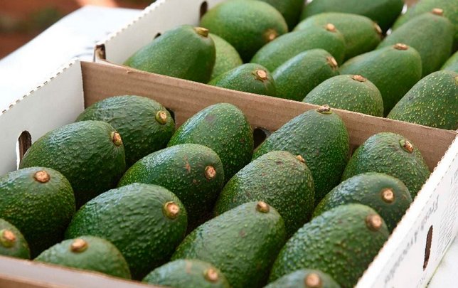 Fresh green avocados on display
