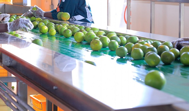 fruits in a packhouse