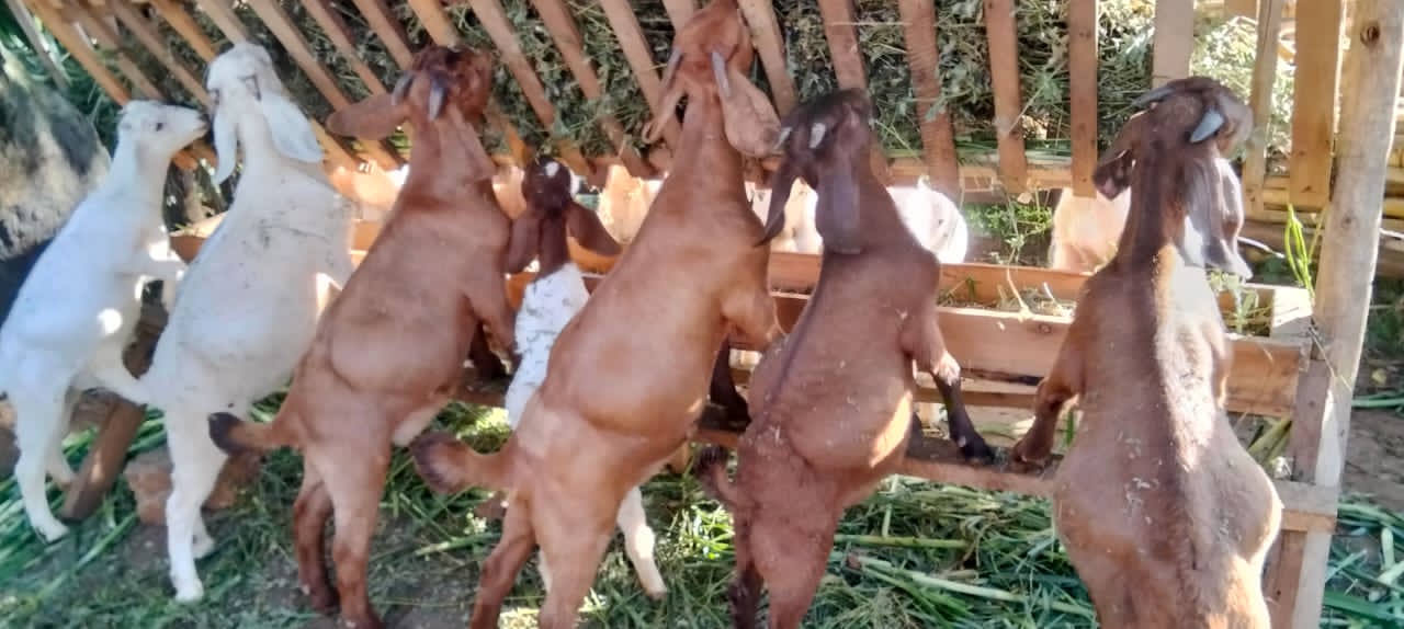 goat feeding