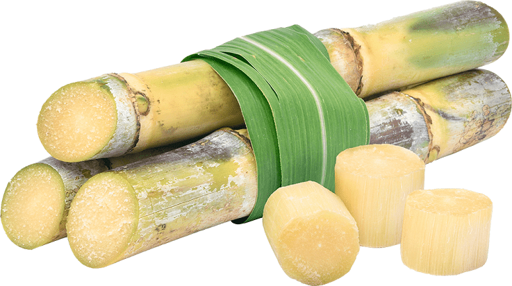 Sugarcane