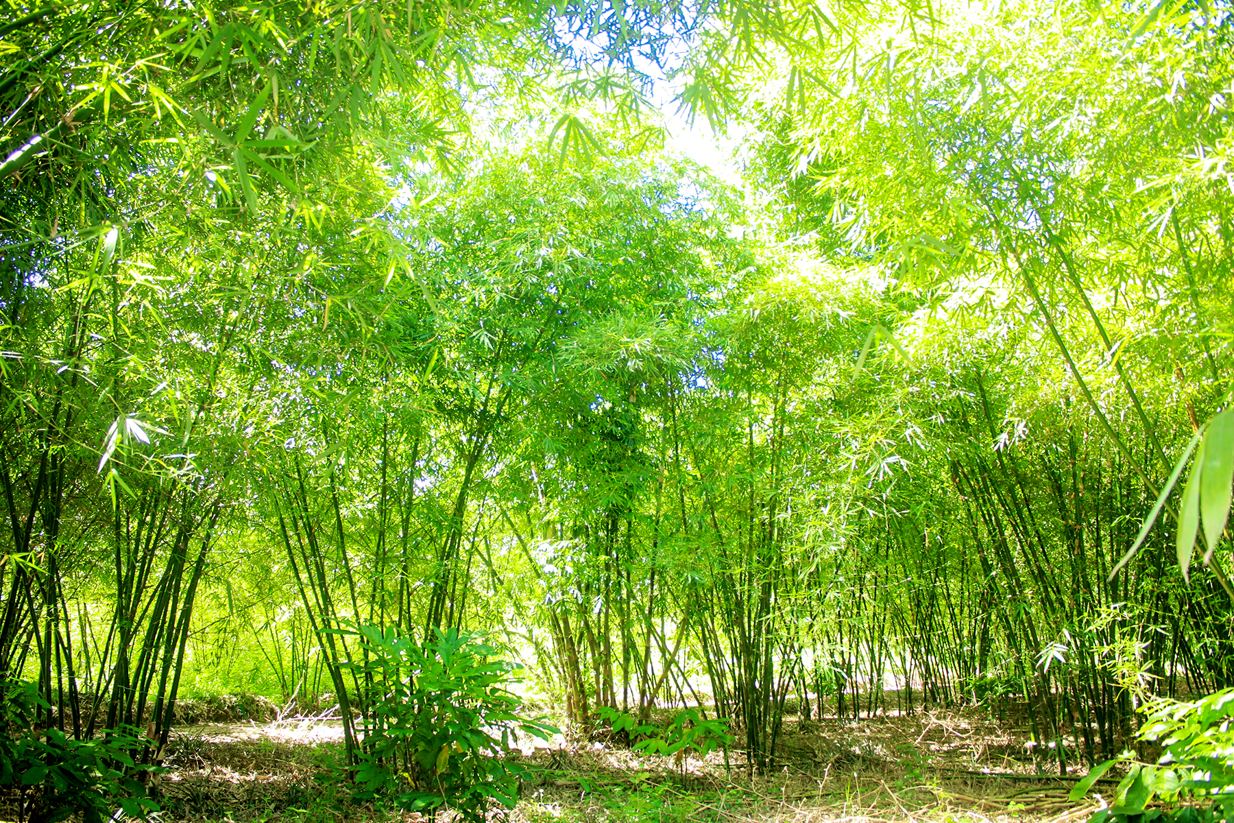 Bamboo Sequestration Models
