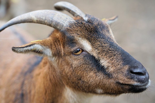 Premium Livestock Export